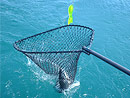 Originator Fishing Charter :: Photo Gallery Originator Fishing Charter :: Photo Gallery